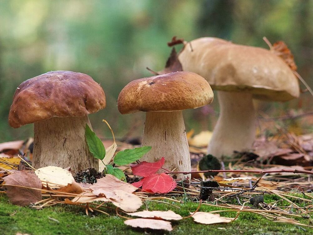 Грибные места.