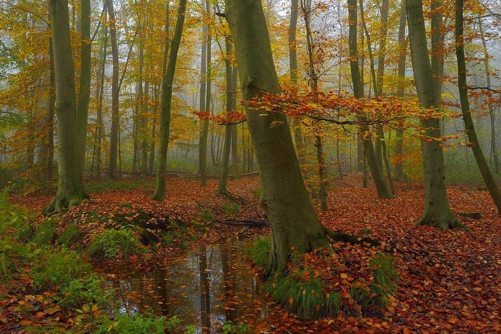 Magical  autumn.