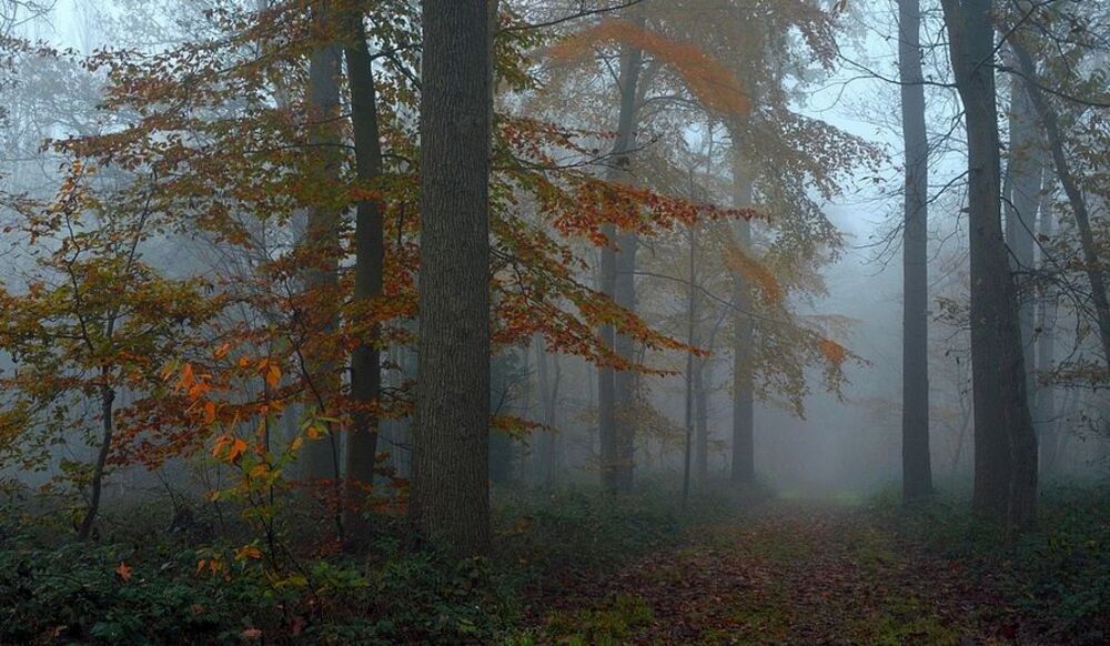 Magical  autumn.