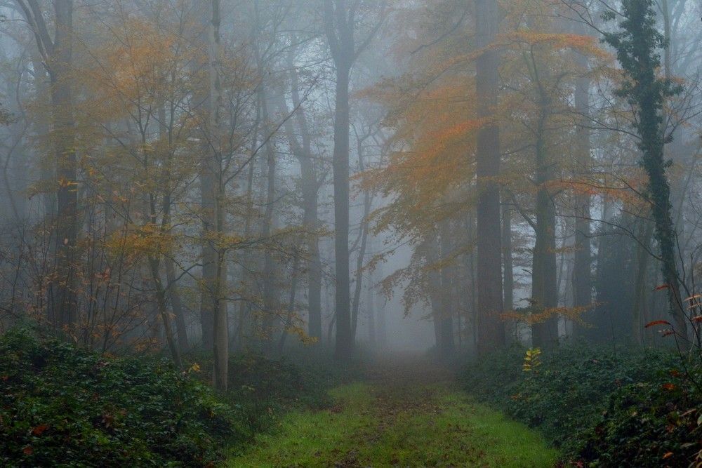 Magical  autumn.