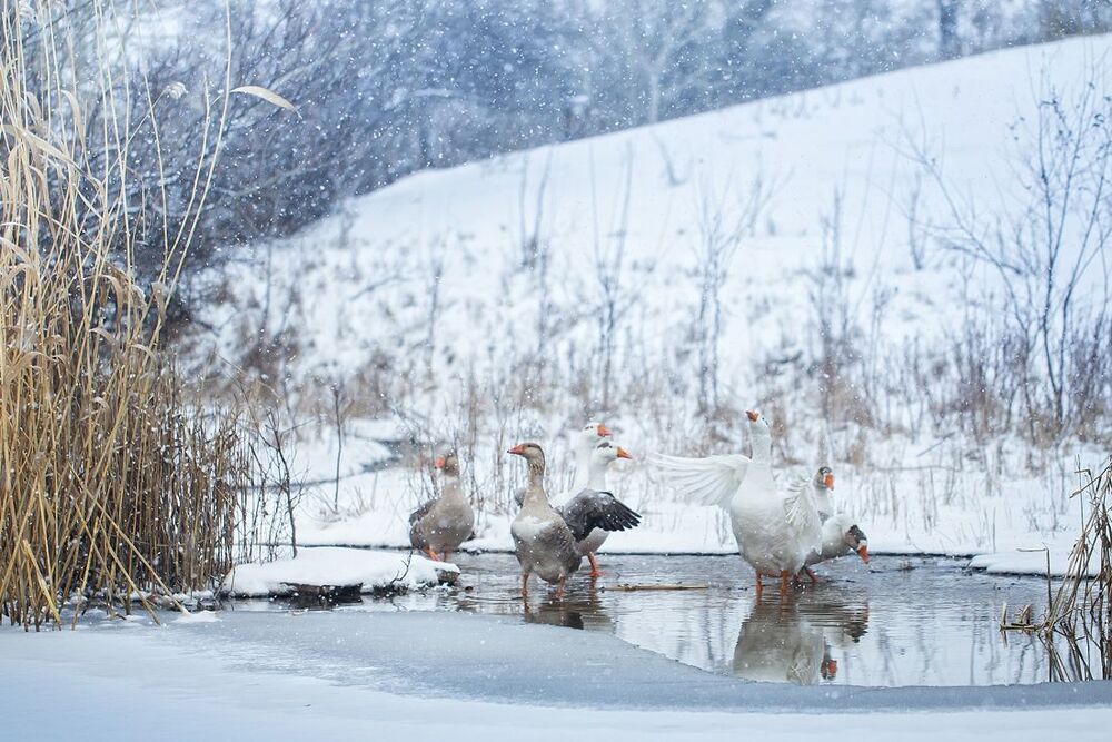 Гусиные истории