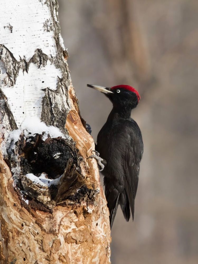Black woodpecker.