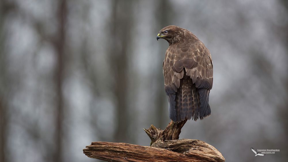 Канюк (Buteo buteo) Common Buzzard