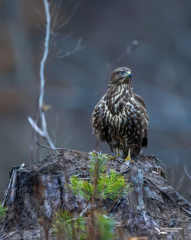 Канюк (Buteo buteo) Common Buzzard