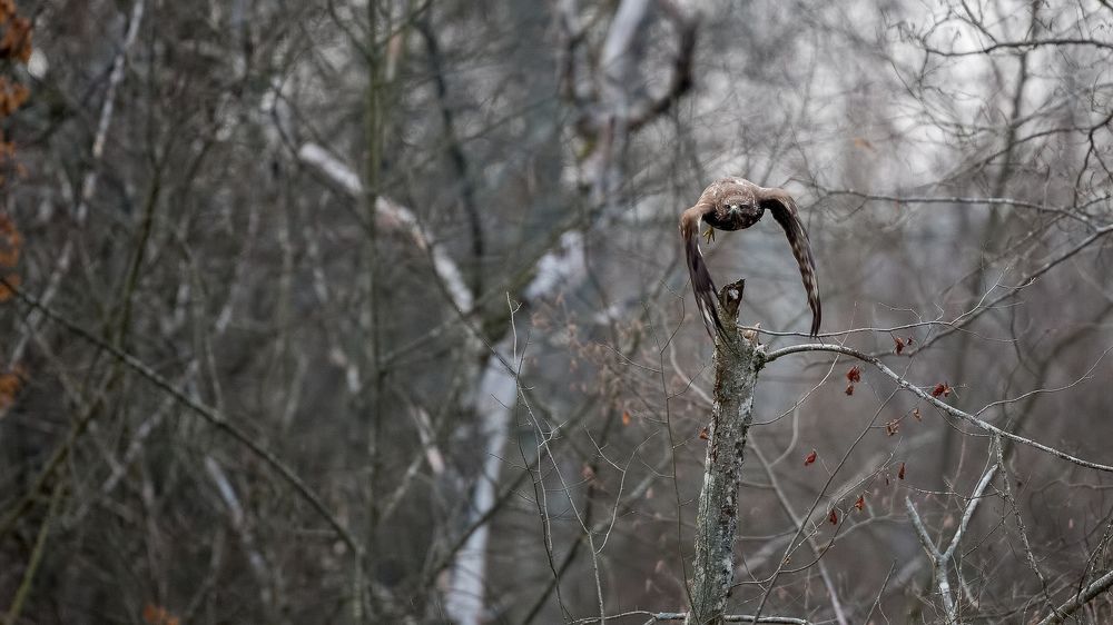 Канюк (Buteo buteo) Common Buzzard