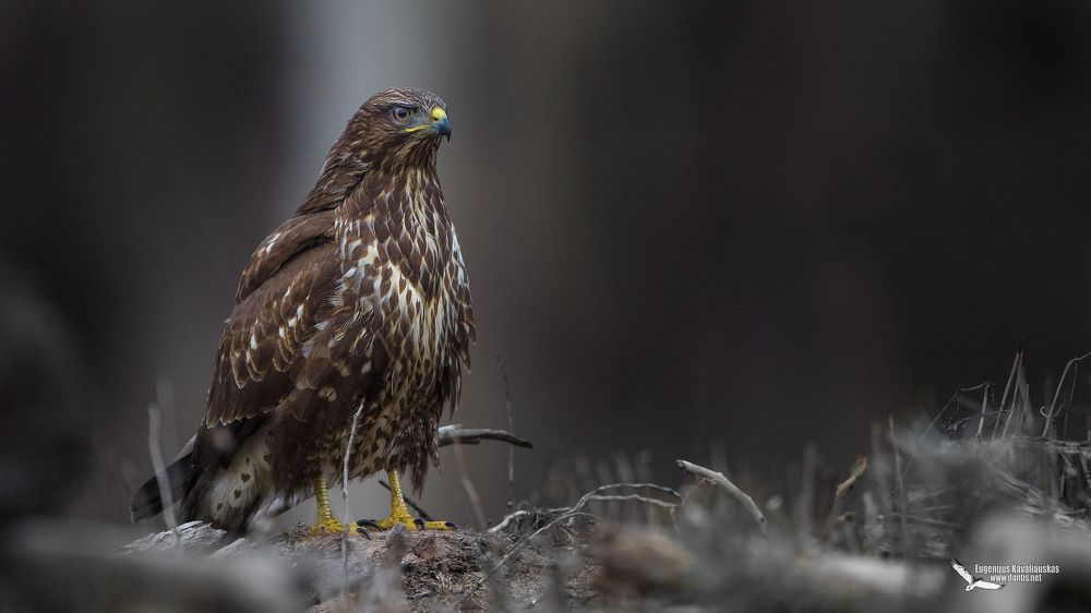 Канюк (Buteo buteo) Common Buzzard
