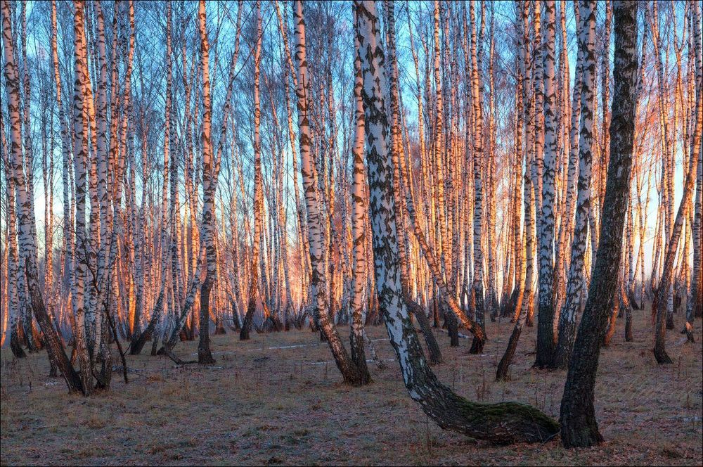 С добрым утром, берёзовая роща.