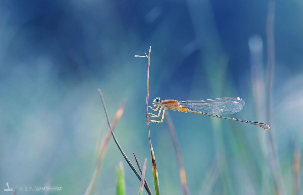 Damselfly