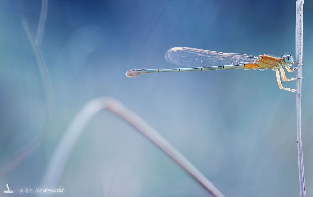 Damselfly