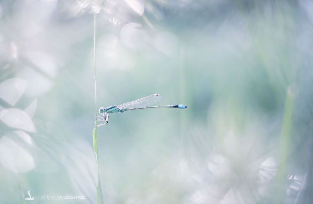 Damselfly