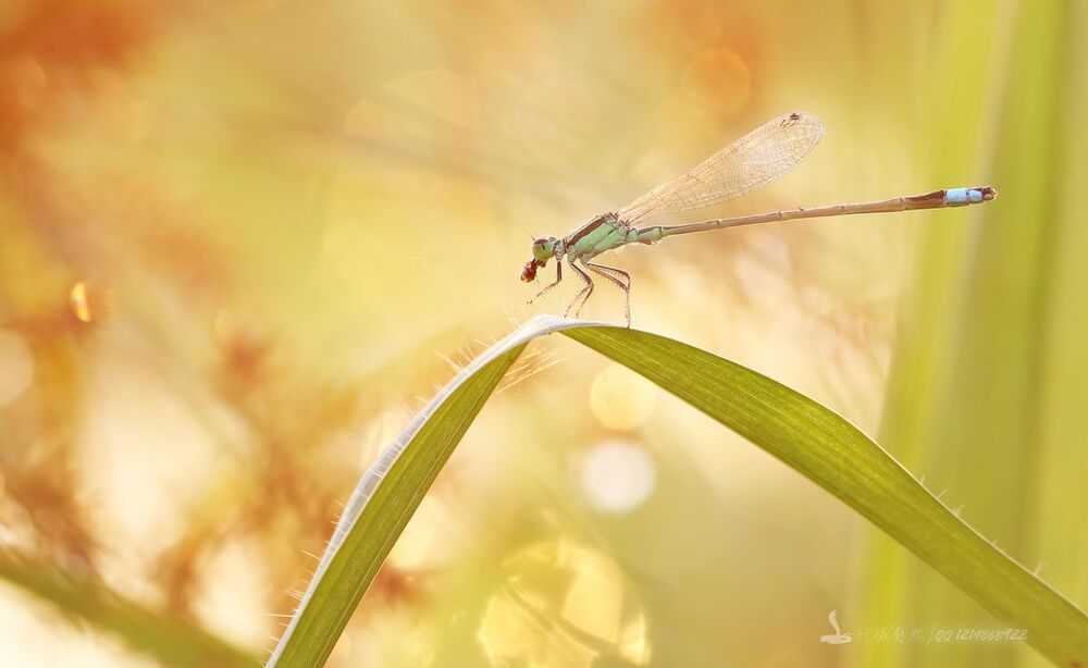 Damselfly