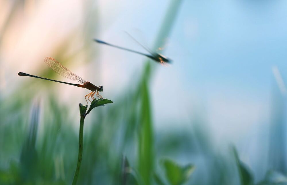 Damselfly