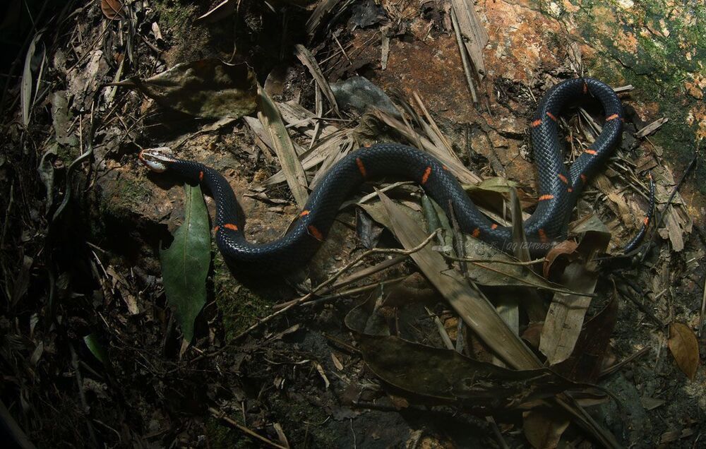 Azemiops feae