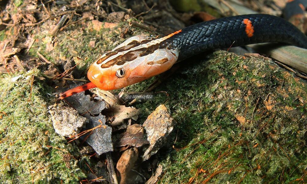 Azemiops feae