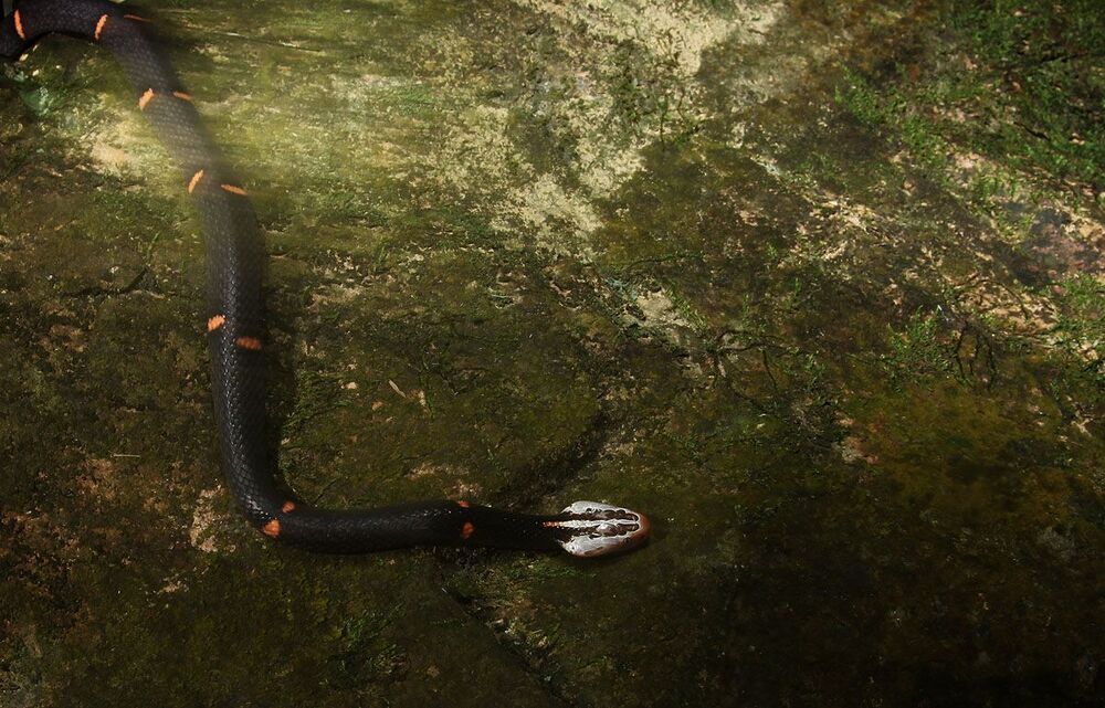 Azemiops feae