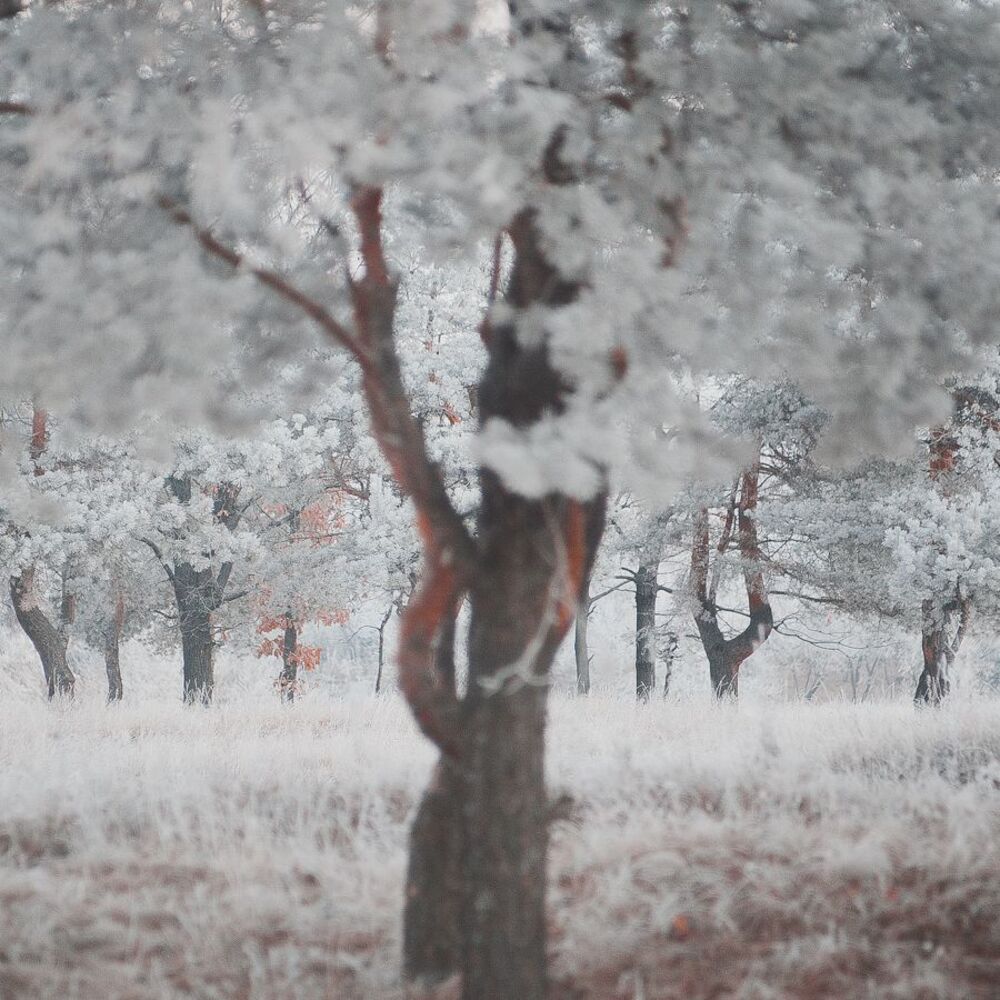 snowless