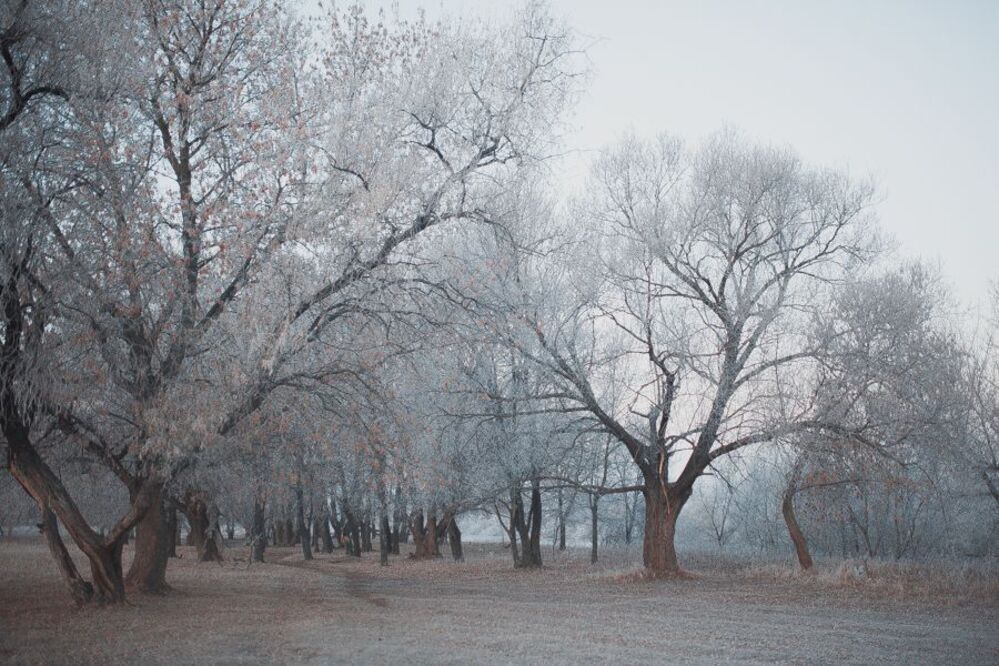 snowless