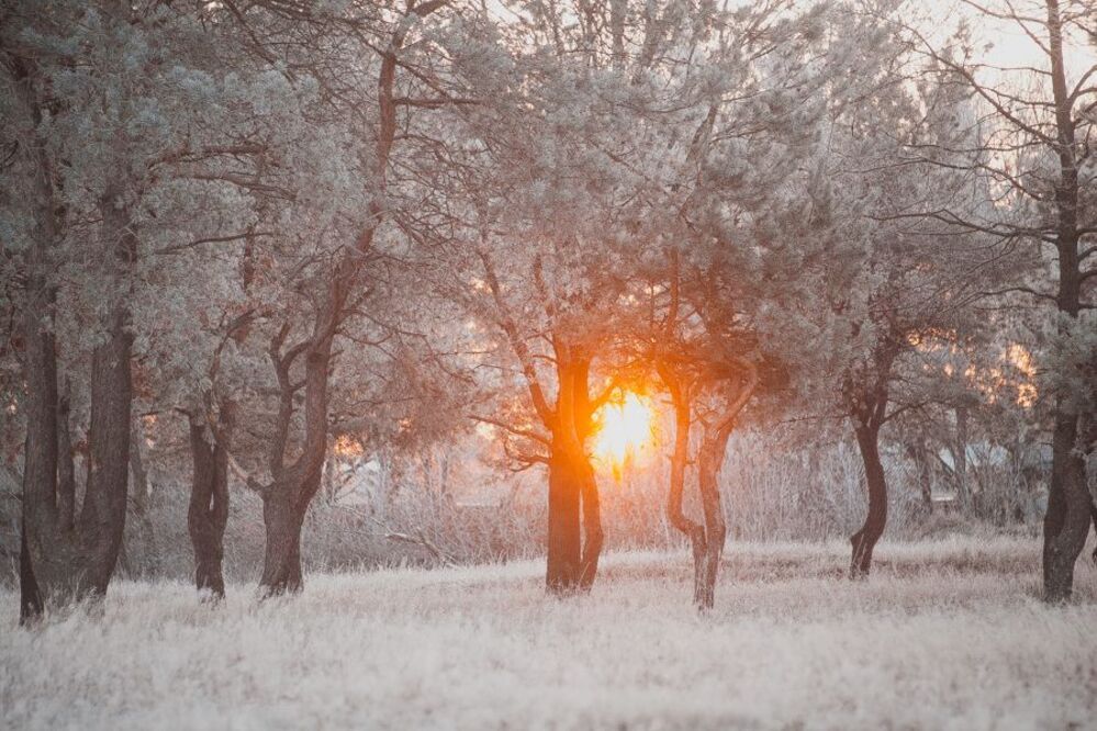 snowless