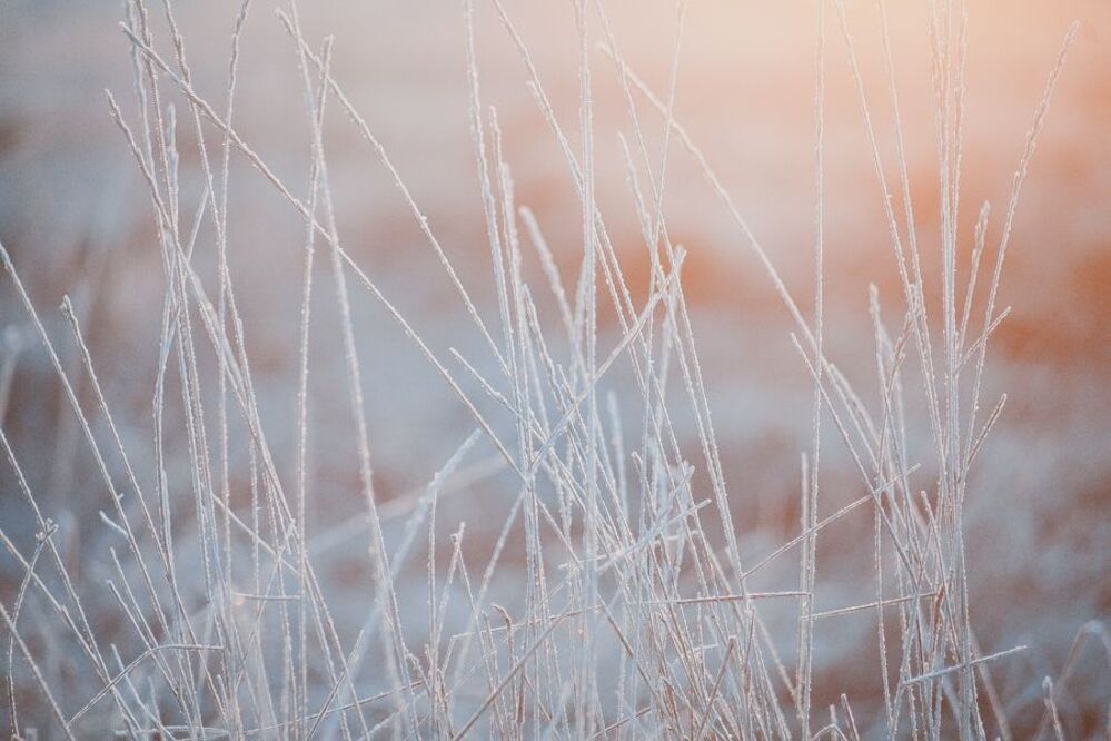 snowless