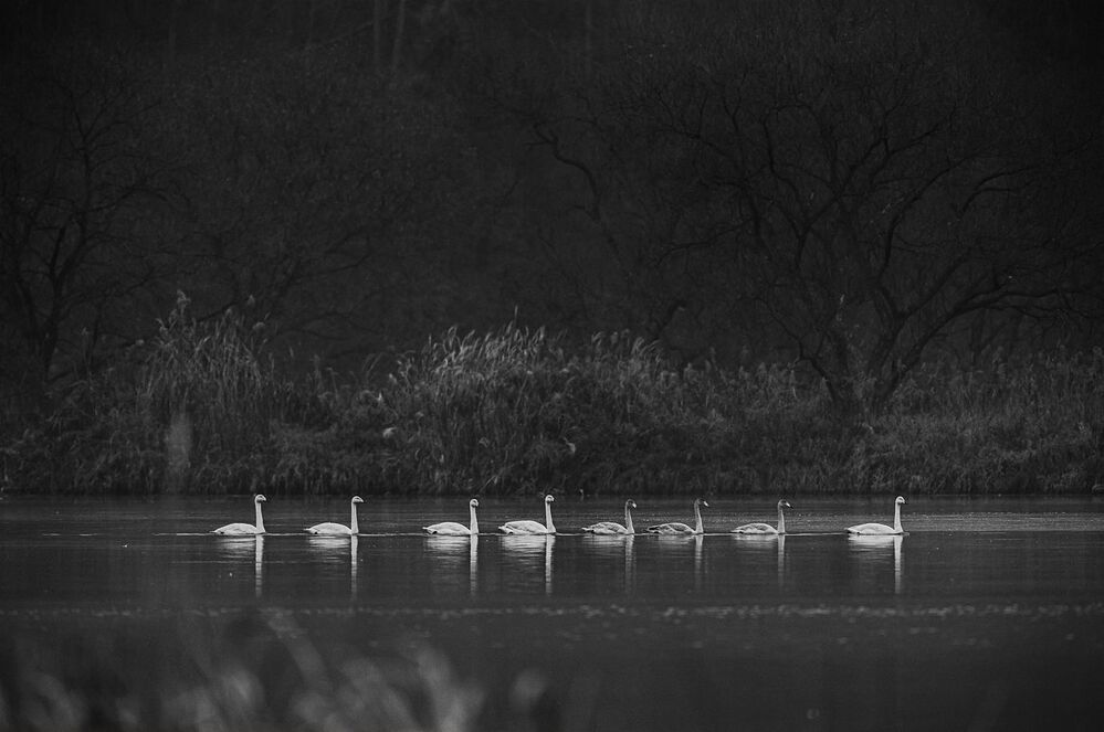 swans