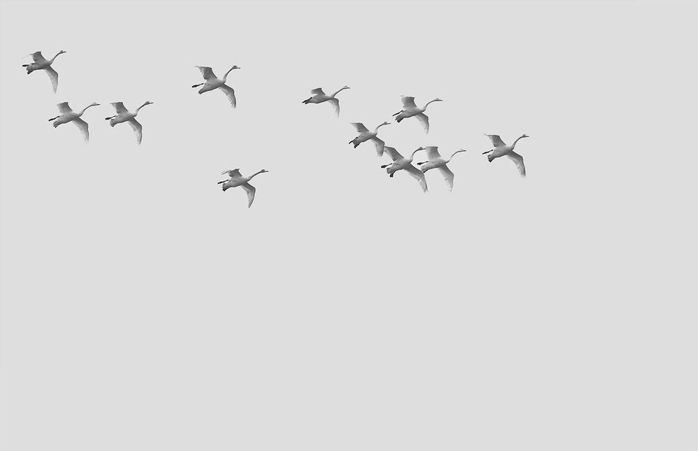 swans