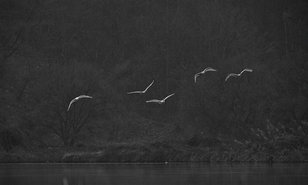 swans