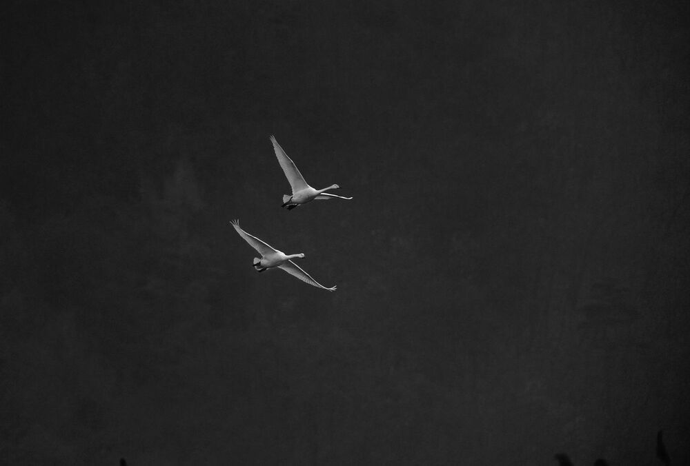 swans