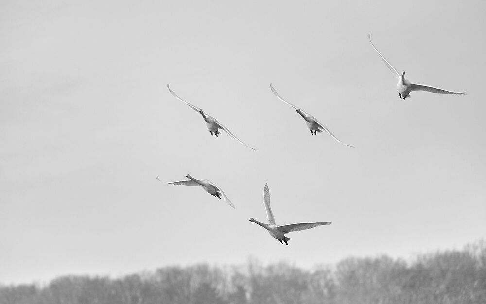 swans