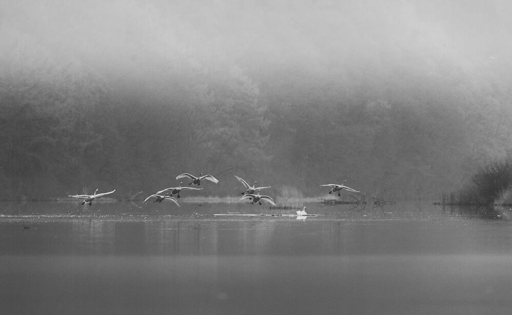swans