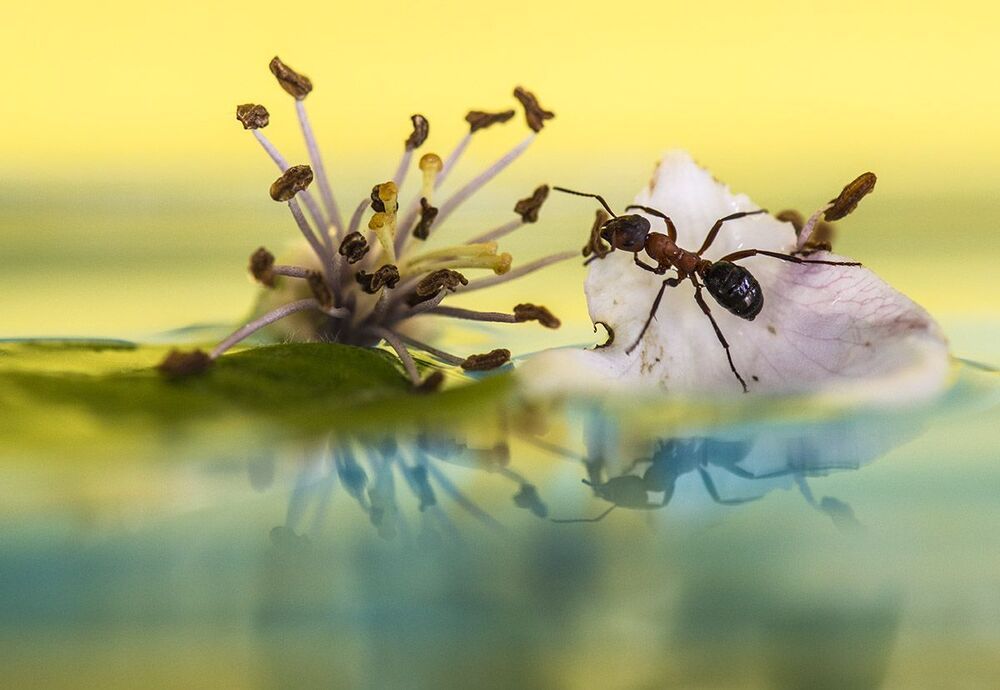 A Bug's Life