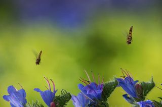 Крутое пике