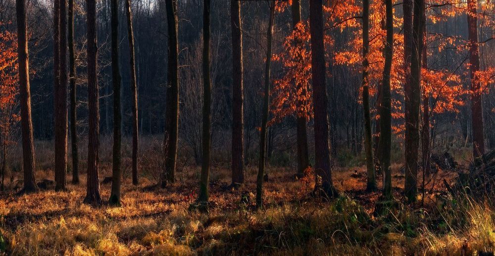 Прогулки в осеннем лесу