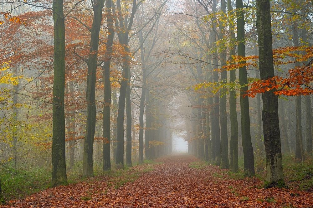 Autumn in the forest of Houthulst.