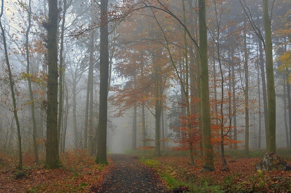 Autumn in the forest of Houthulst.