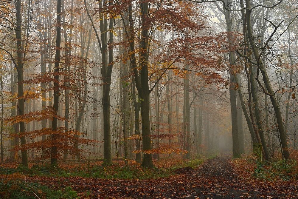 Autumn in the forest of Houthulst.