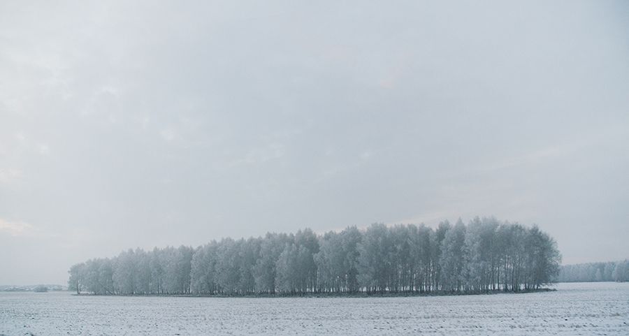 Лесная личинка