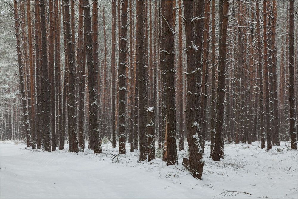 Преображение в сосновом бору