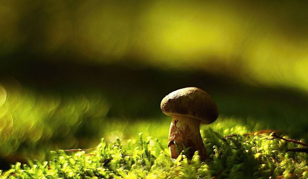 Mushrooms