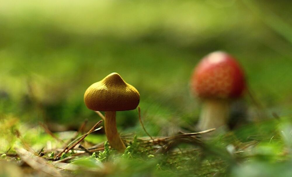 Mushrooms