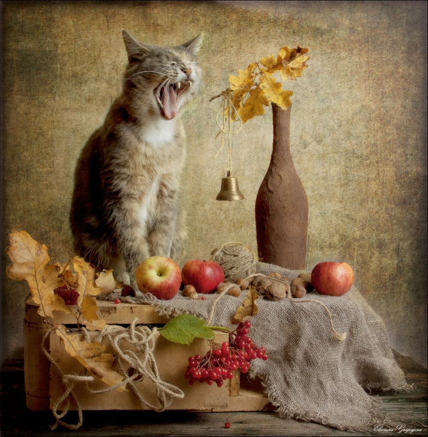 - Вечерний звон.... вечееееерний звоннннн, - голосила Серая Кошка. Она нашла калиновую настойку))