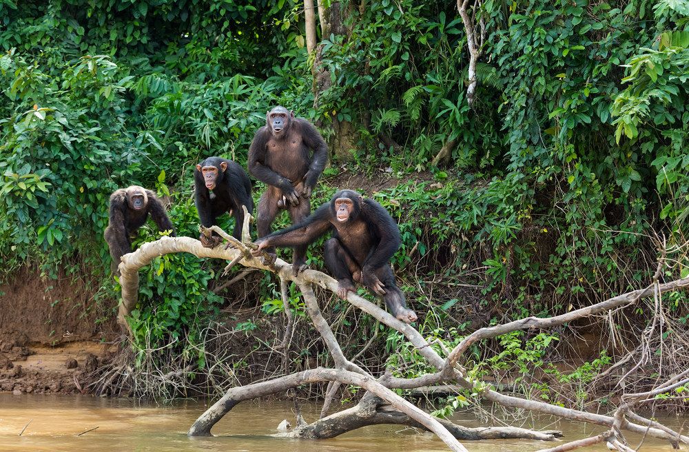 Сородичи.