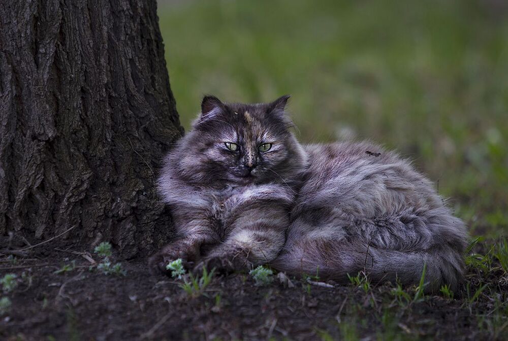 Хищница