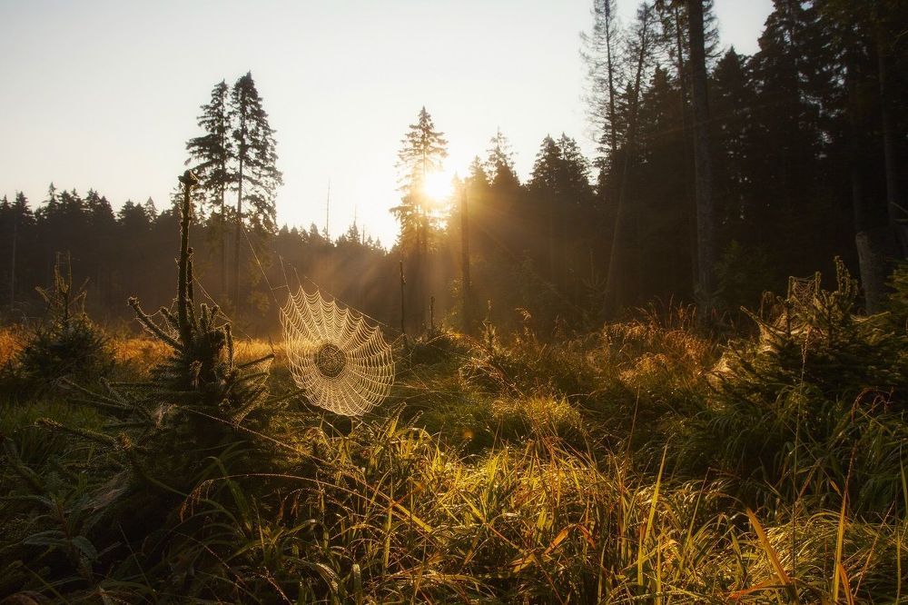 inner light