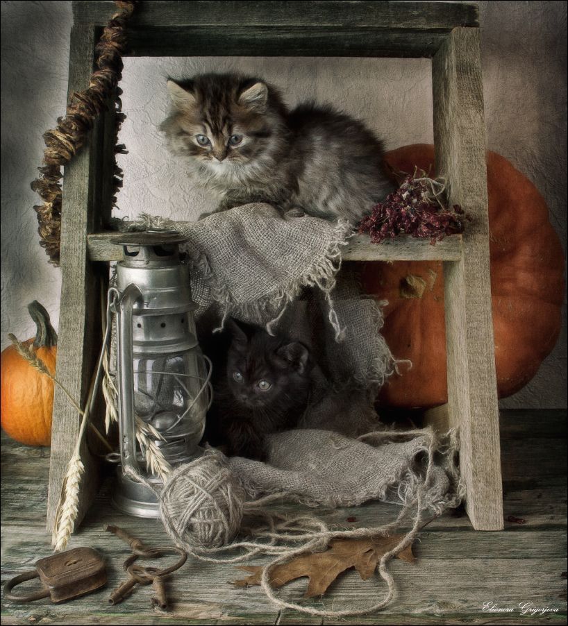 Котят по осени считают