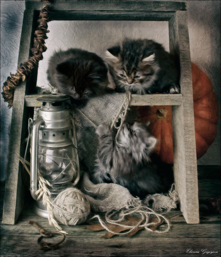 Котят по осени считают