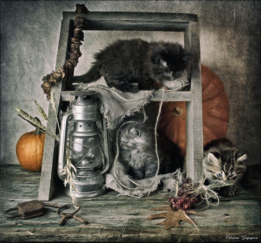 Котят по осени считают