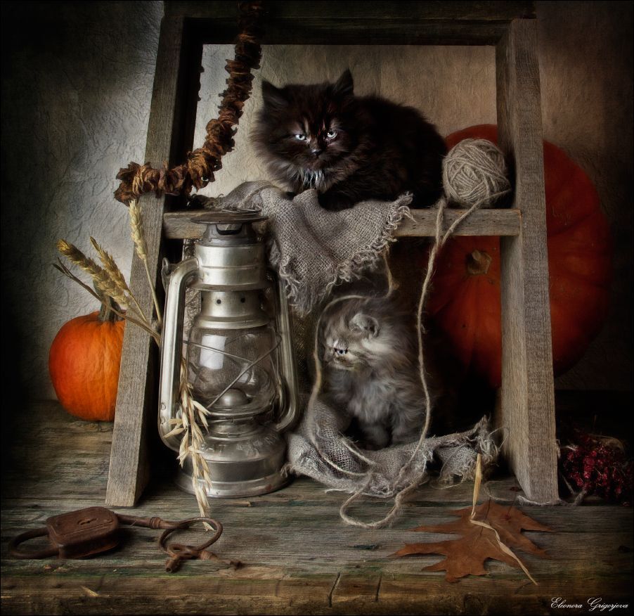 Котят по осени считают