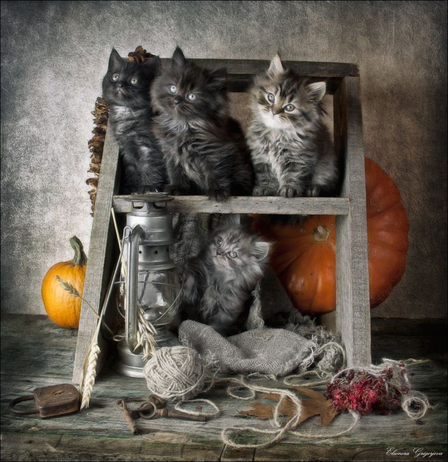 Котят по осени считают