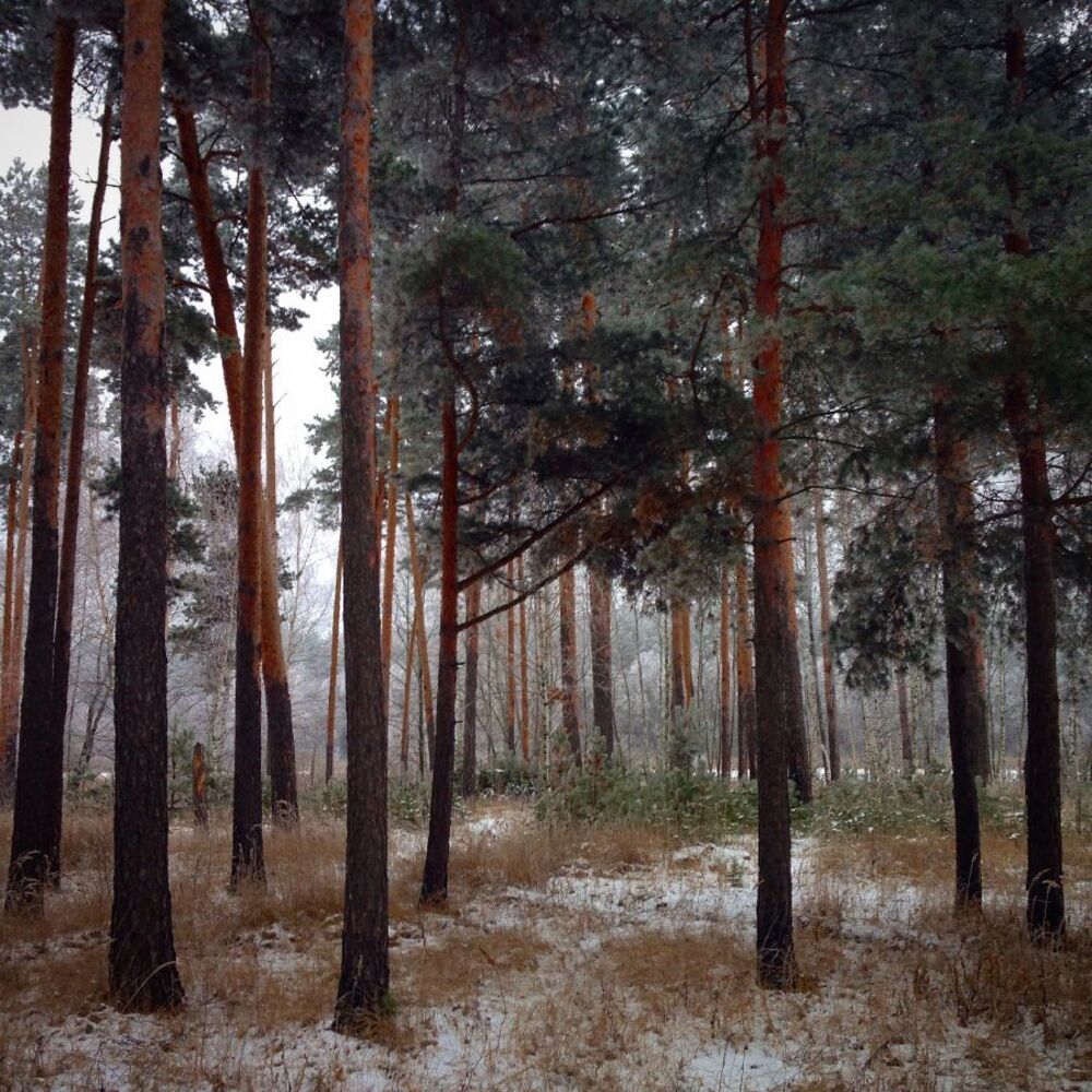 Лесная прогулка