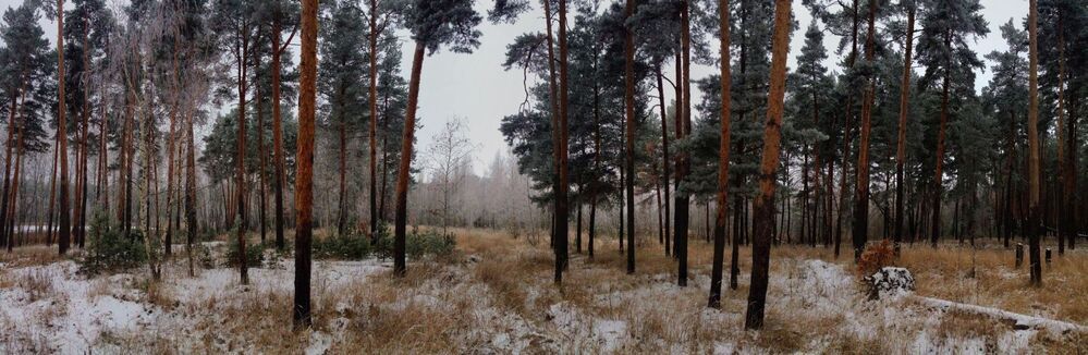 Лесная прогулка